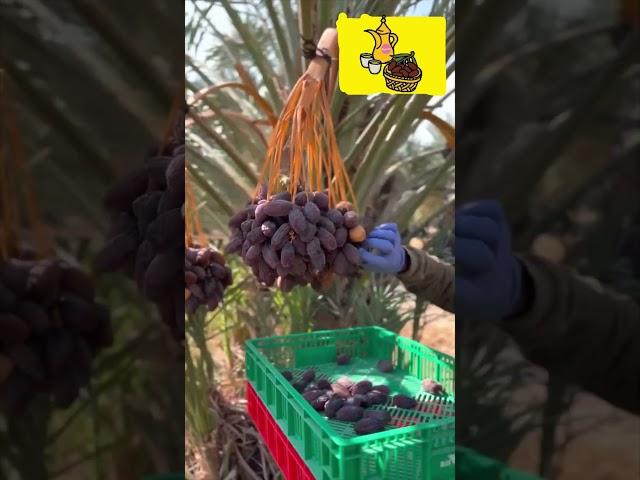 Medjool Harvest Palestine #shorts #shortvideo