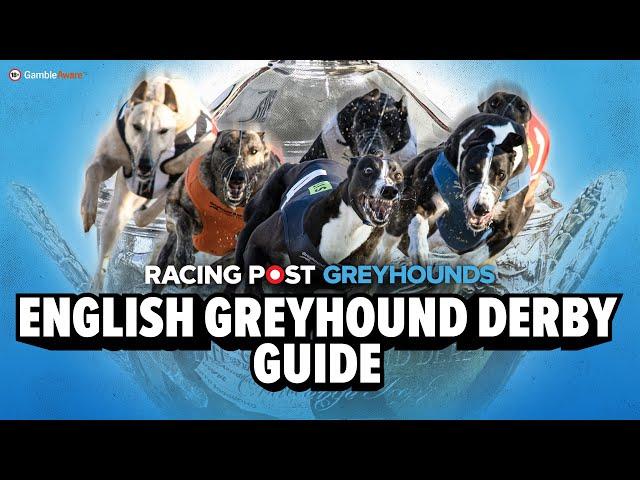 Greyhound Derby Final 2025 Runner By Runner Guide | Greyhound Racing | Racing Post