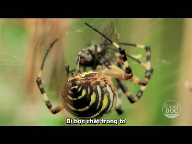 Wasp Spider Documentary ¦ Planet Doc Express