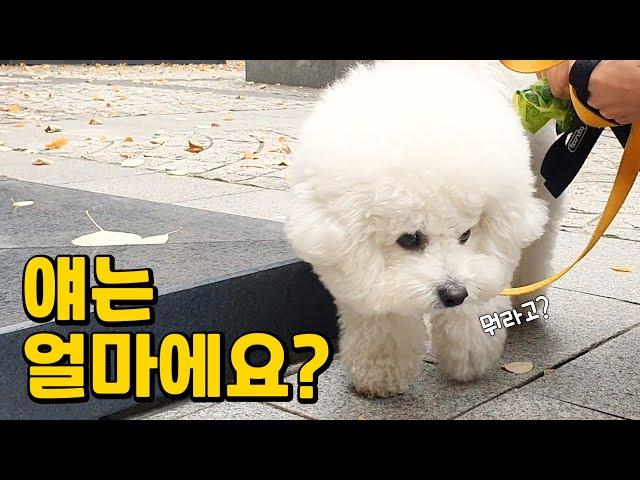 산책하다 겪은 최악의 유형 Best5