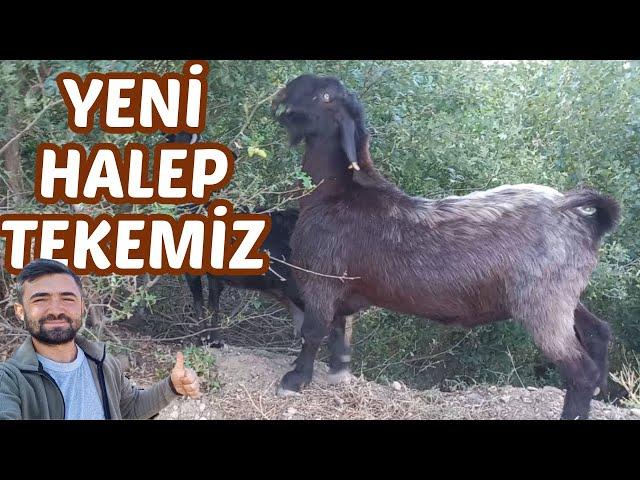 HALEP TEKESİ SATIN ALDIK | Yeni Tekemiz