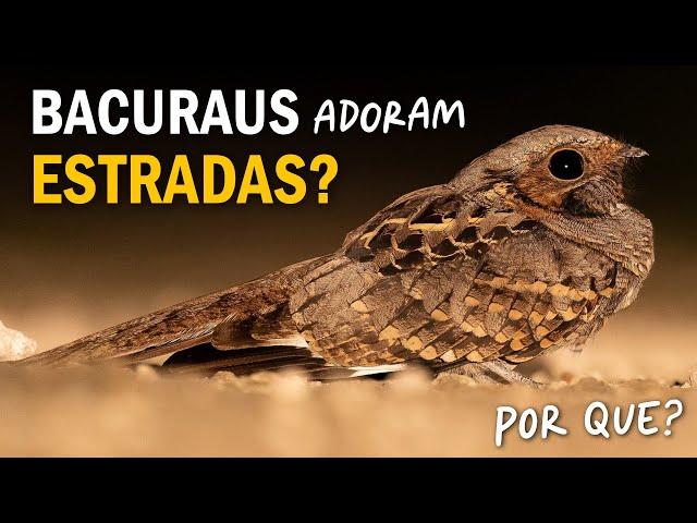 Por que os BACURAUS ficam nas ESTRADAS? Ornitólogo Responde 42