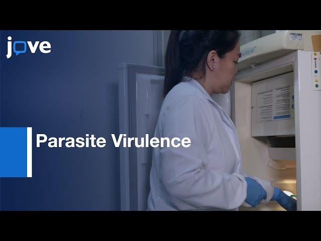 In Vivo infection to Evaulate Parasite Virulence | Protocol Preview