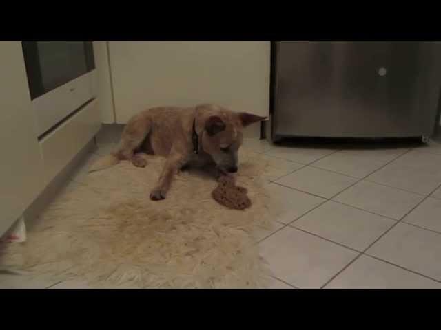 young dog puking! almost died after immunisation against rabies!