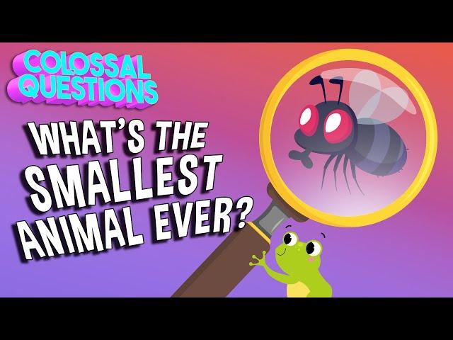 What’s The Smallest Animal Ever? | COLOSSAL QUESTIONS