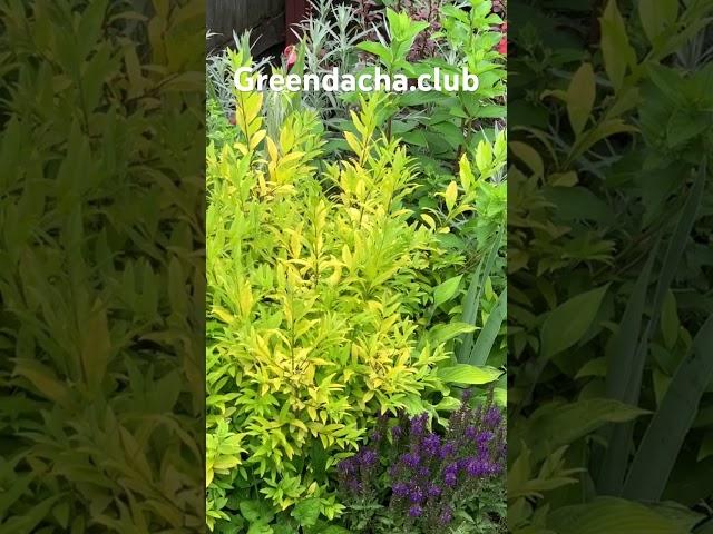 Бирючина Aureum