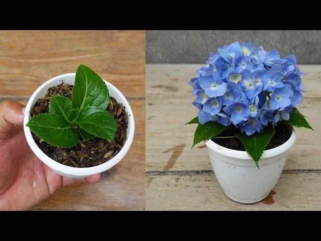 How to grow and care Hydrangea plant Simple tips