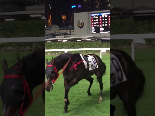 Australian Horse Killed In Hong Kong