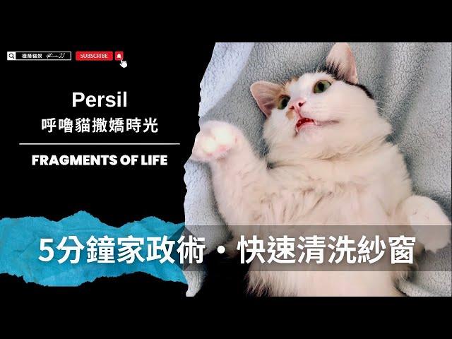 如何快速清洗紗窗、 Persil洗衣膠囊、呼嚕貓撒嬌 #funny #cat #pets #cute #pets #cuteanimals【AJ極簡貓奴】