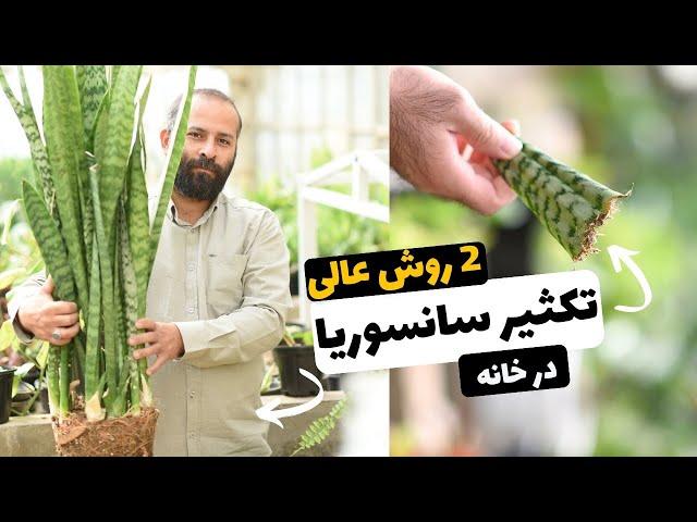 گام به گام تکثیر سانسوریا با 2 روش عالی در خانه (تقسیم بوته و قلمه برگ) | Propagating Sansevieria