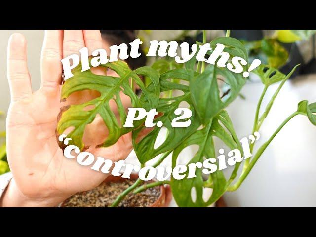 Plant "myths" pt. 2 | pruning, staking plants, green thumbs