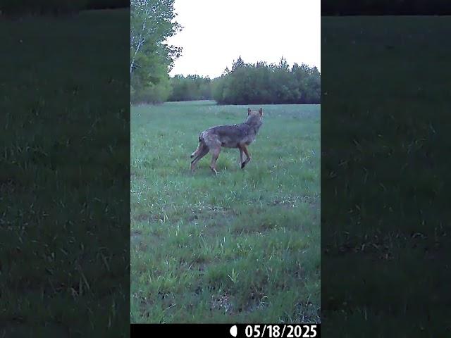 Coyote out on patrol