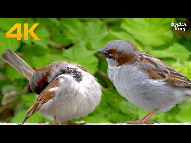 Cat TV Birds  6 Hour Videos for Dogs Beautiful Sparrows and Doves Relax Your Pets(4K)