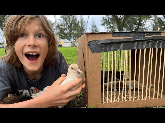 I Trapped a Rare White Pigeon in My Cardboard Bird Trap