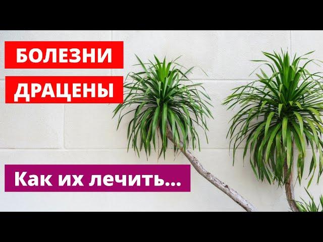 Болезни Драцены и их Лечение! Как Спасти Комнатный Цветок?