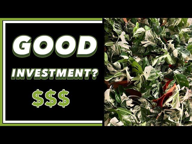 Was Spending $84,000 on PLANTS Worth it?