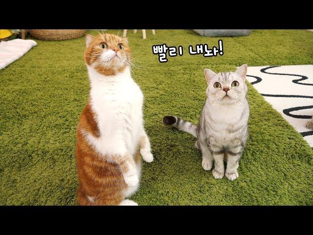 The Ultimate Toy for Cats