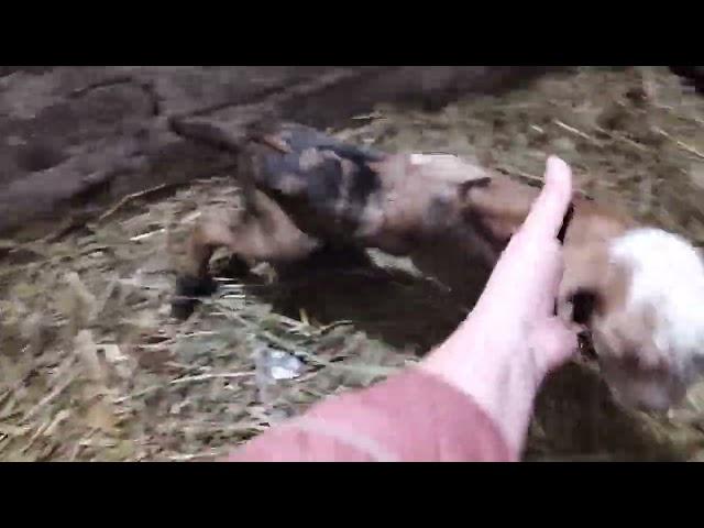 Наши новости |Новые жильцы |Козлята 