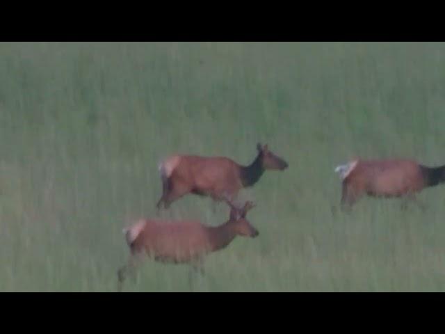 Pennsylvania Elk Watching - June 2024