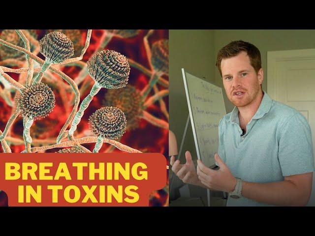 Your Gut Issues Are Likely Related to Mold Toxin