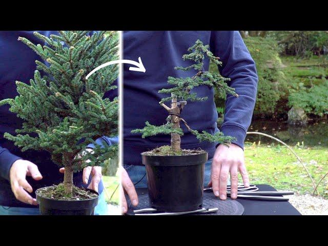 Creating a Spruce Bonsai - DIY