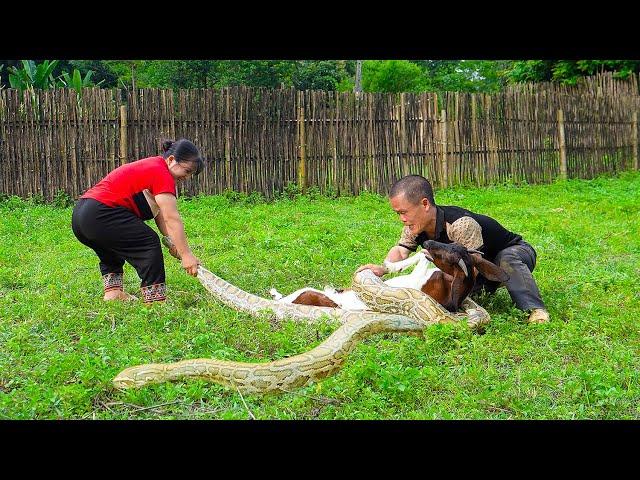 Dwarf Family Rescues Goat Attacked By Giant Python & Catches Loach | Mountain VN Gives Ducks.