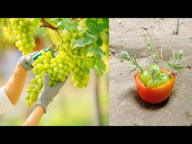 The method of growing grapes at home || growing grape tree with tomato