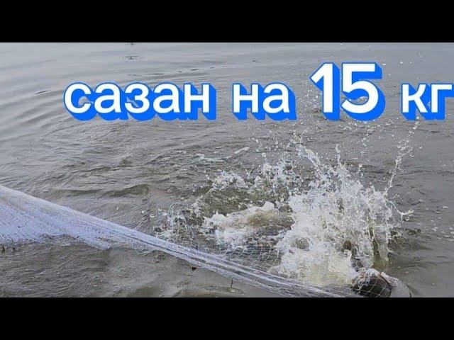 Сазаны на каждом забросе. кастинговпя сеть рыбалка в корее #fishing  #рыбалка