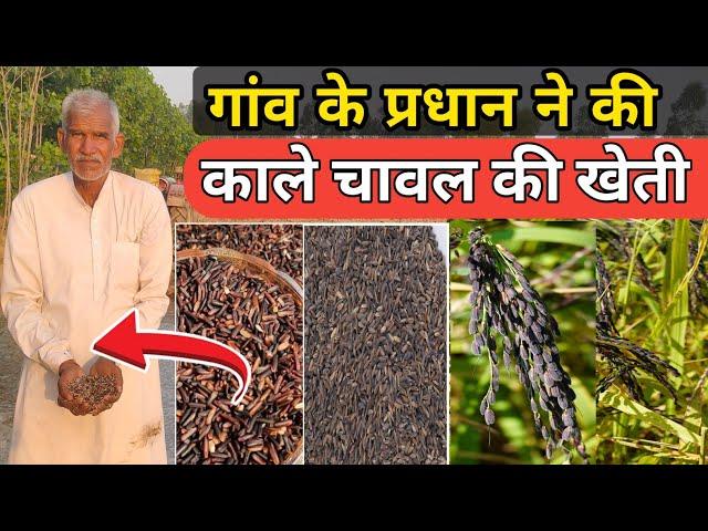 गांव के प्रधान ने की काले चावल की खेती और दी पूरी जानकारी || Black Rice Farming in Hindi #KalaChawal