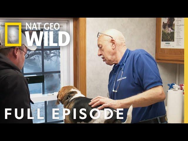 Deck the Halls with Dr. Pol (Full Episode) | The Incredible Dr. Pol