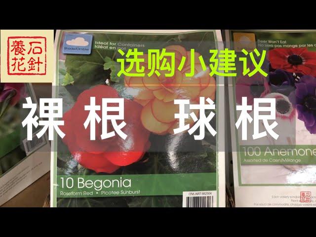 [石针养花]三、四月份是购买当年开花的裸根、球根花卉的好时间，不要错过