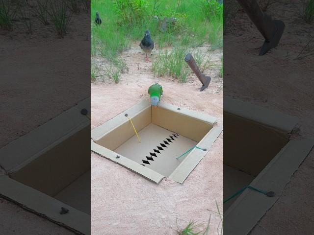 Technique Underground Bird Trap #youtubeshorts