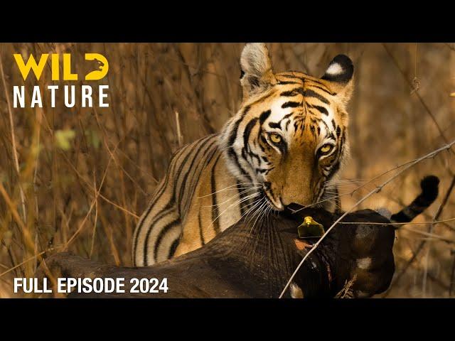 WILD INDONESIA | Apex Predators of the Archipelago | Animal documentary