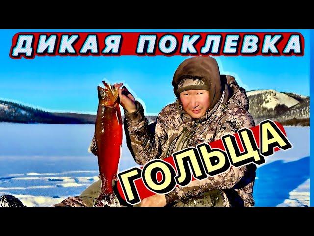 Дикая поклевка гольца. Рыбалка в Себяне. Октябрь 2023г