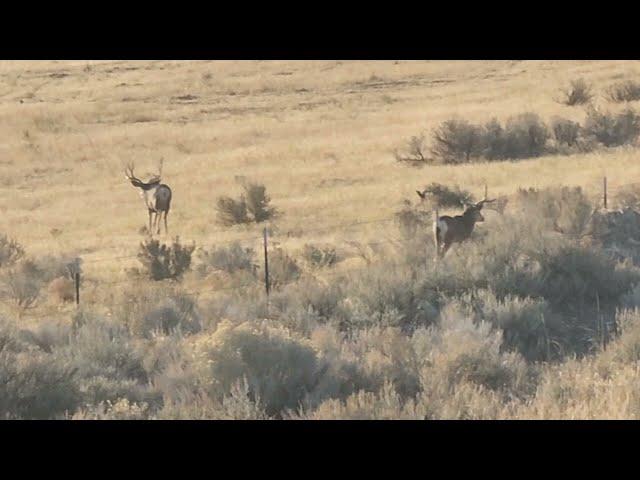 Trophy Mule Deer In The Wild!!  3 Big Bucks!!