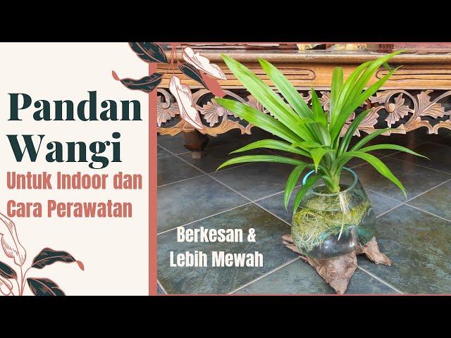 Pandan Wangi Indoor