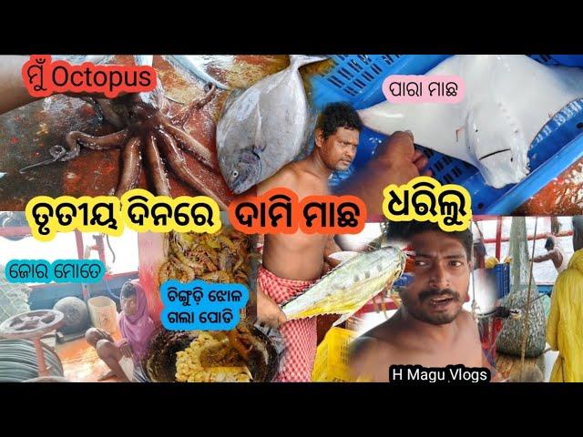 ଜାଲରେ ପଡିଲା Octopus| ସମୁଦ୍ର ଭିତରେ Prawn Curry Resipi କେମିତି କଲି ଜୂରୋ ହେଇଗଲା | H Magu Vlogs