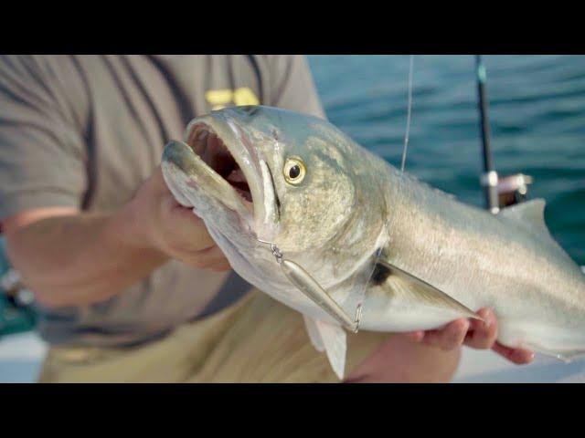 How To: Topwater Fishing for Bluefish | NEW Hogy Surface Eraser