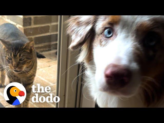 These Street Cats Adopted Themselves | The Dodo