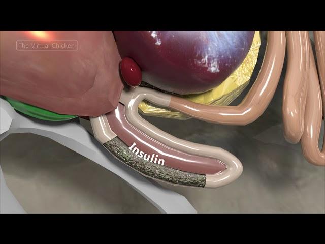 Virtual Chicken: Small Intestine