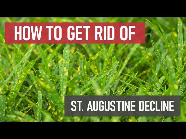 How to Get Rid of St. Augustine Decline [Lawn Fungus & Disease]