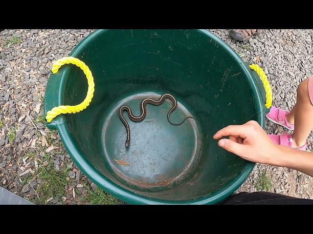 Catch and Cook With Garter Snakes 