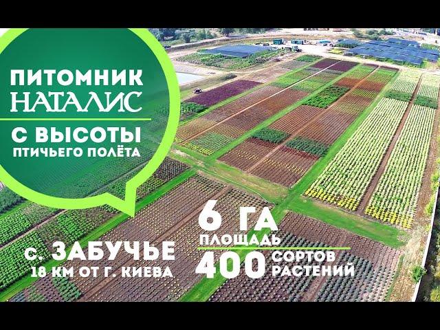 Питомник растений "НАТАЛИС" / NATALIS plant nursery