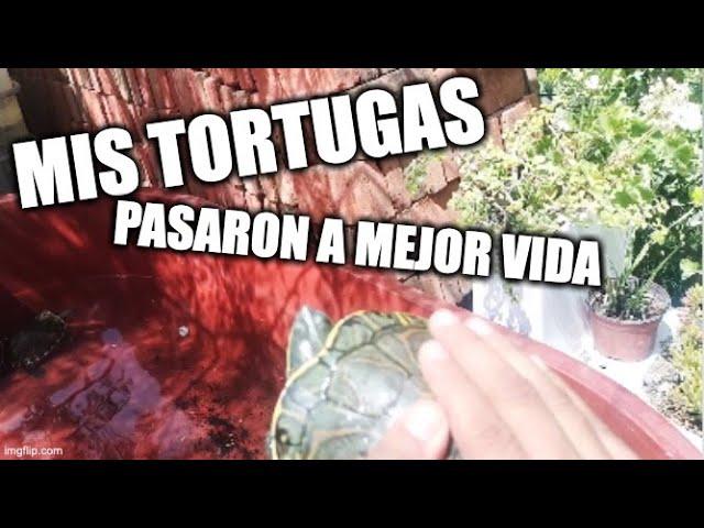 NUEVO habitat para mis tortugas