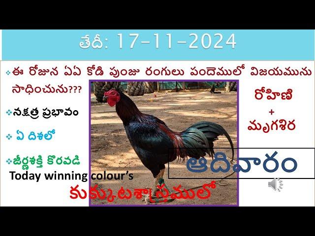 17 November 2024 today winning colours vision of kukkuta sastram in colours update