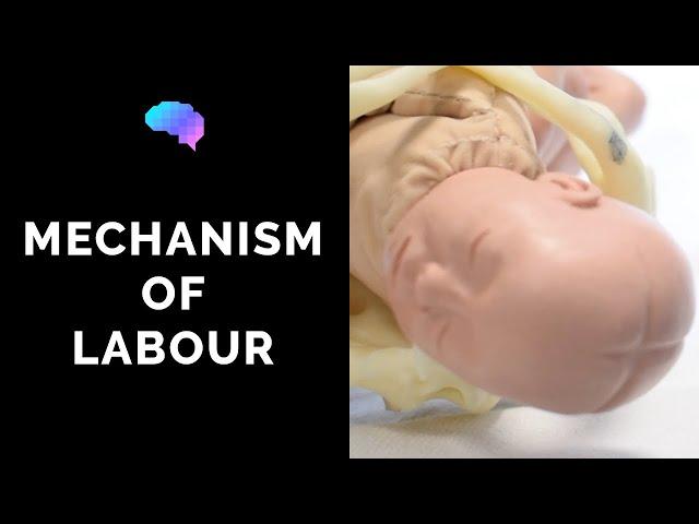 Mechanism of Labour & Fetal Positions - OSCE Guide | UKMLA | CPSA