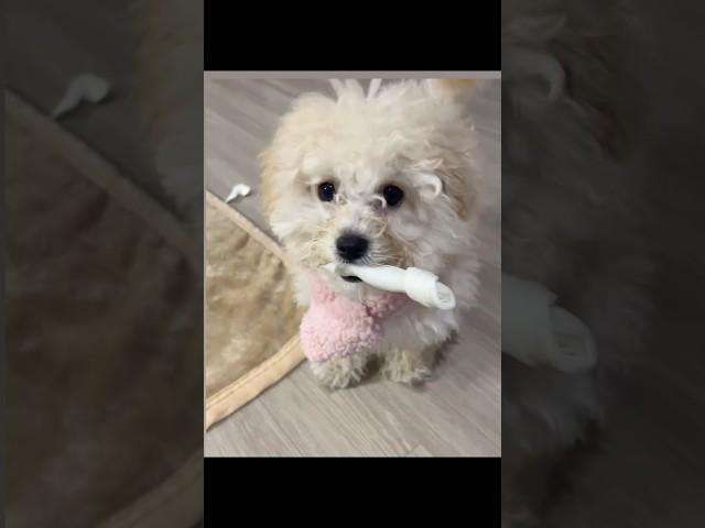 강아지 토리 변천사  #shorts  #강아지  #dog #puppy