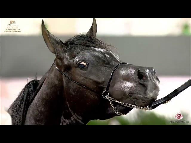 N222 LEYL AL SHARG - Kuwait Breeders Cup 2020 - SE - 3 Years Old Colts (Class 6)