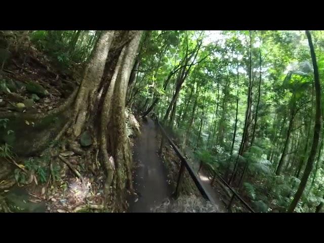 Rainforests of Australia