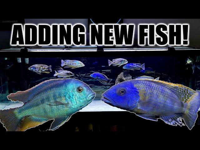 Adding MONSTER AFRICAN CICHLIDS to My Display Aquarium!